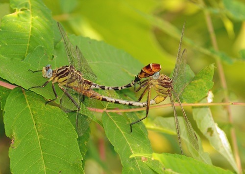 Pair in copula
2011_08_13_Floyd